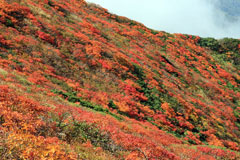 秋田駒ケ岳