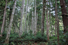 四郎岳・燕巣山