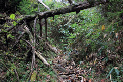 四郎岳・燕巣山