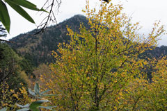 四郎岳・燕巣山