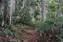 四郎岳・燕巣山