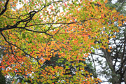 四郎岳・燕巣山