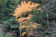 四郎岳・燕巣山