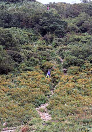 秋の花々がコースを彩る 磐梯山(裏磐梯スキー場コース)
