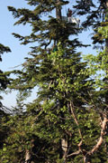笠ヶ岳（尾瀬）