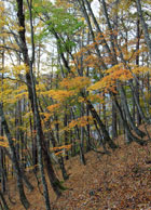 持丸山