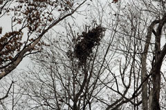 持丸山