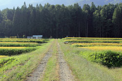 斎藤山