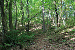 斎藤山