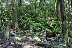 石灰岩と共に