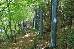 石灰岩と共に