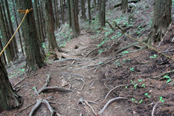 石灰岩と共に