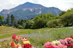 石灰岩と共に