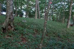 仲秋の釈迦ケ岳・中岳・西平岳を巡る