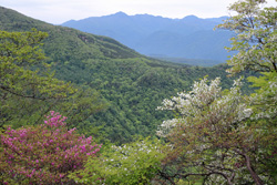 シロヤシオのトンネルが延々と続く大入道・剣ヶ峰