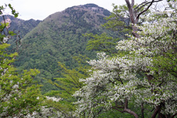 シロヤシオのトンネルが延々と続く大入道・剣ヶ峰