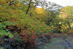 花の山/水の山/紅葉の山/焼石岳・中沼コースを歩く