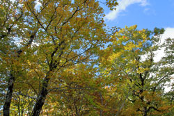 花の山/水の山/紅葉の山/焼石岳・中沼コースを歩く