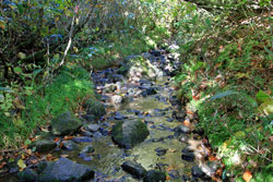 花の山/水の山/紅葉の山/焼石岳・中沼コースを歩く