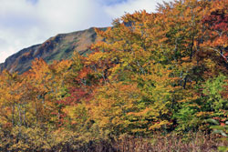 花の山/水の山/紅葉の山/焼石岳・中沼コースを歩く