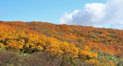 花の山/水の山/紅葉の山/焼石岳・中沼コースを歩く
