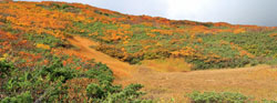 花の山/水の山/紅葉の山/焼石岳・中沼コースを歩く